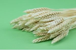 dried-wheat-11