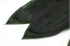 feuilles-de-cordeline-stabilisees-8