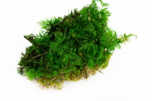 preserved-fern-moss-26