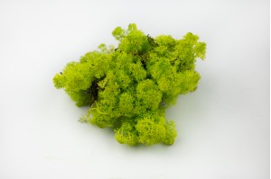 lichen-stabilise-25