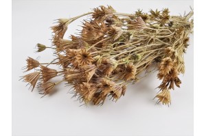 dried-nigella-orientalis-8