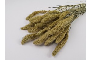 dried-setaria-11