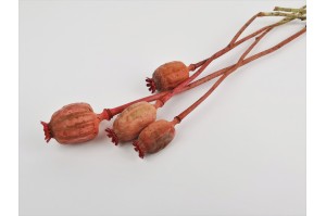 dried-poppy-18.