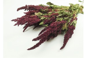 dried-amaranthus-18