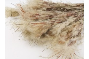 dried-plumeau-grass-8