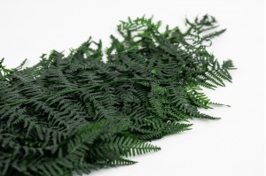 preserved-common-fern-7