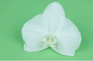 preserved-phalaenopsis-orchid-30