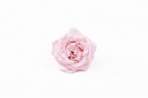 stabilisierte-majolica-rosas-30