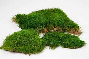 preserved-flat-moss-33