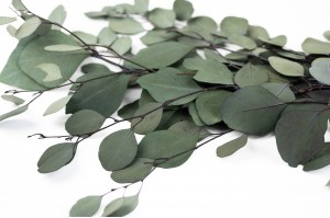 preserved-eucalyptus-green-11