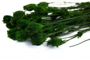preserved-fennel-26