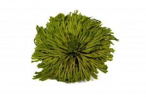 Preserved mosses - Wholesaler - Wholesale / Online Purchase