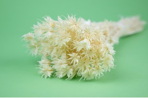 dried-nigella-orientalis-11