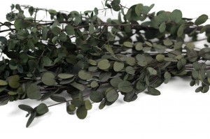 eucalyptus-gunni-stabilise-35