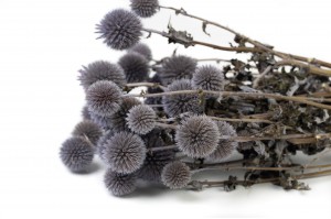 dried-thistle-29