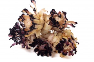 fleur-de-protea-nerifolia-seche-29