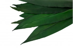 preserved-tropical-leaves-13