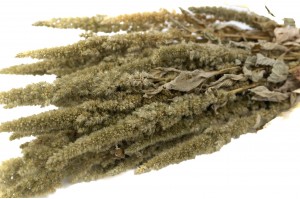 dried-amaranthus-29