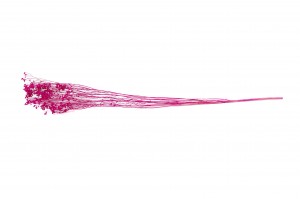 dried-broom-bloom-12.