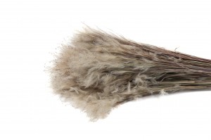 dried-plumeau-grass-12