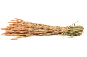 dried-wheat-29.