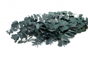 eucalyptus-cinerea-stabilise-11