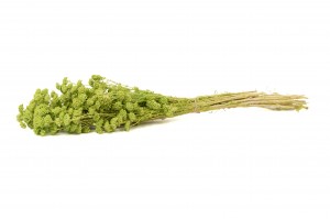 preserved-achillea-sylvestre-8.