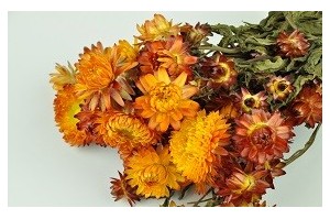 Dried flowers for professionals - Wholesaler - Wholesale / Online Purchase